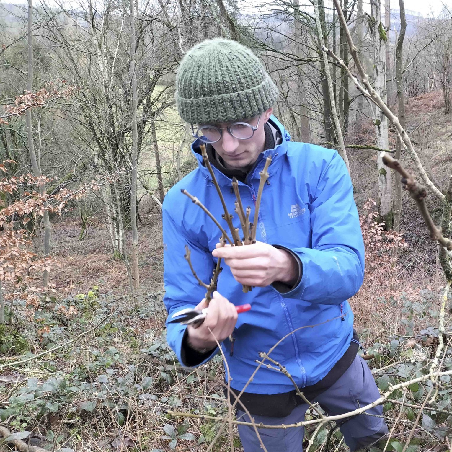 Future Trees Trust member, collecting samples from ash trees, by taking cuttings.