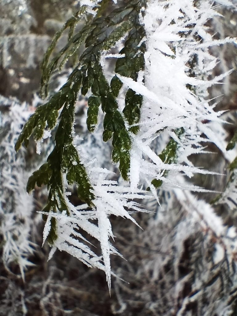 Close up of conifer needles, covered in frost.