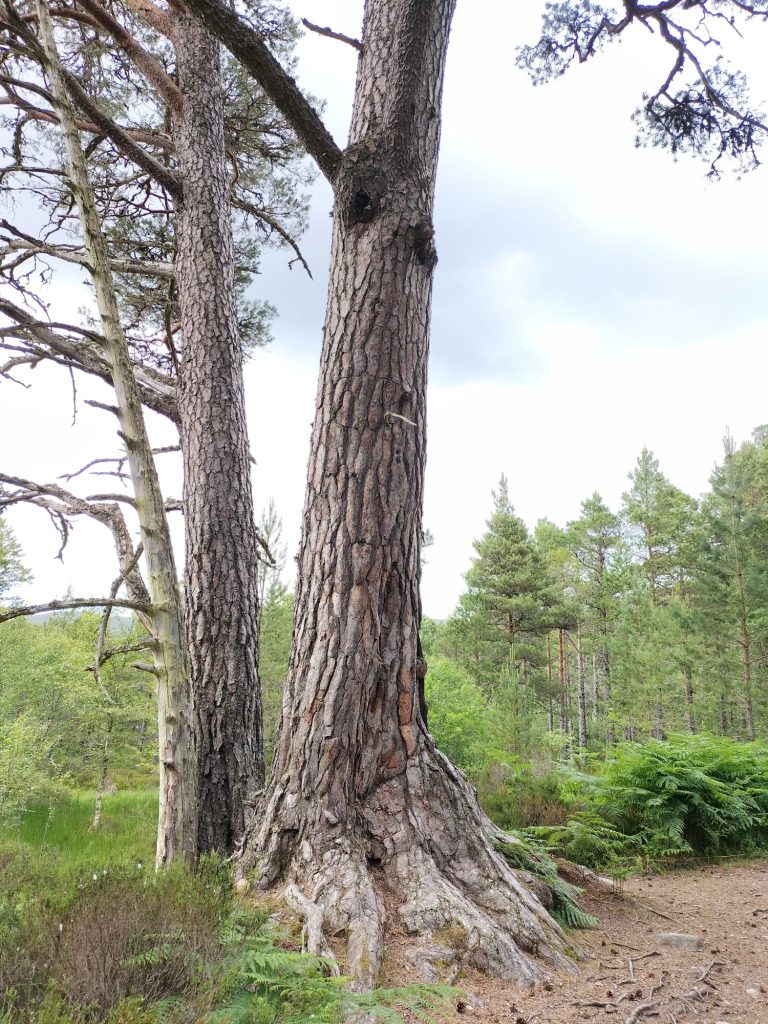 A mature conifer tree, against a woodland background.