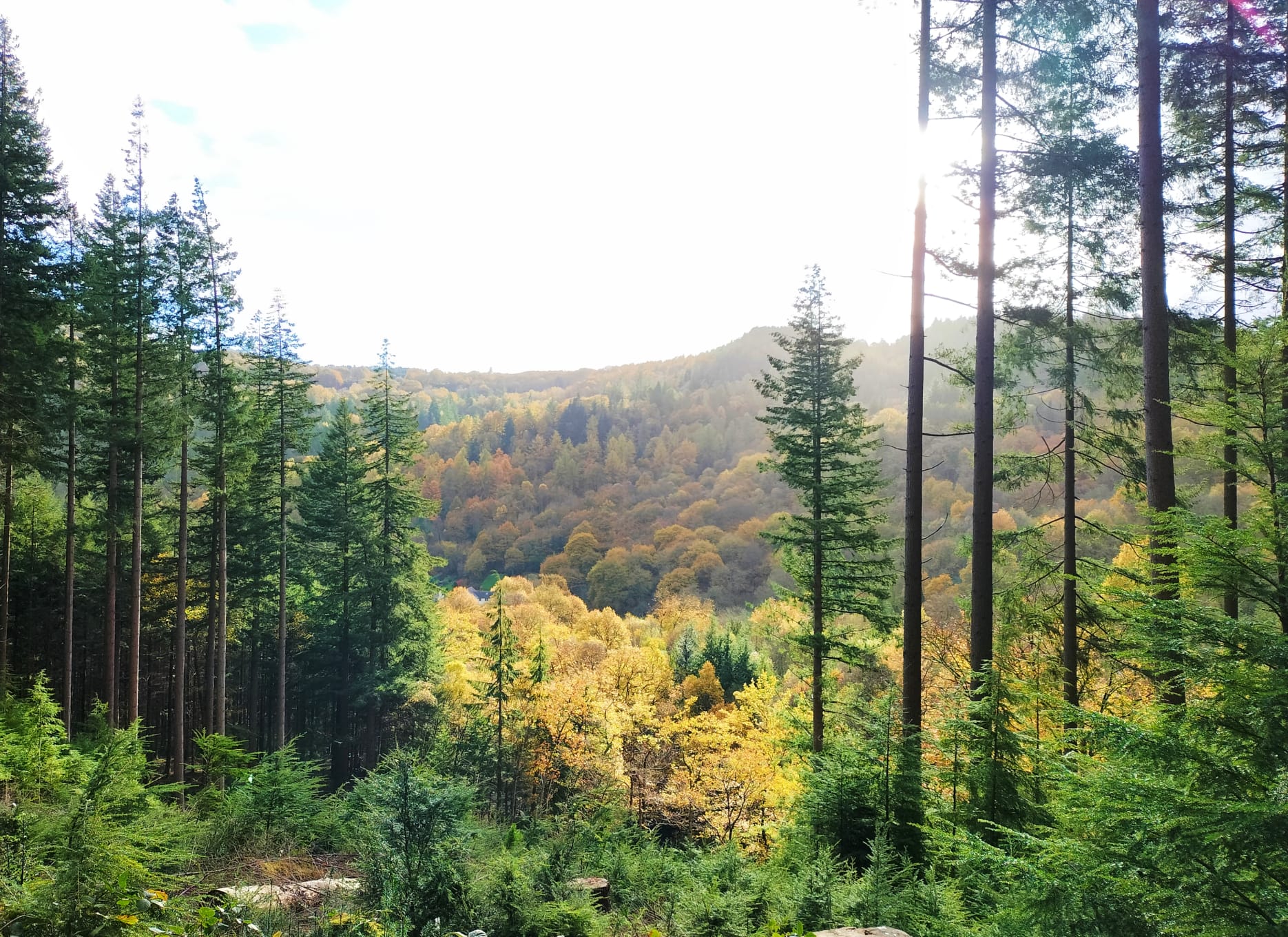 Mixed woodland, both broadleaved and conifer species in Autumn.