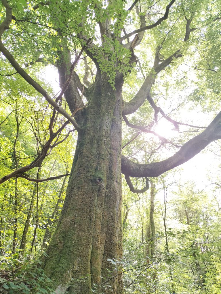 Mature beech tree in a woodland surrounding.