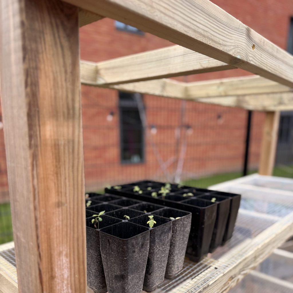 Wych elm seedlings in pots
