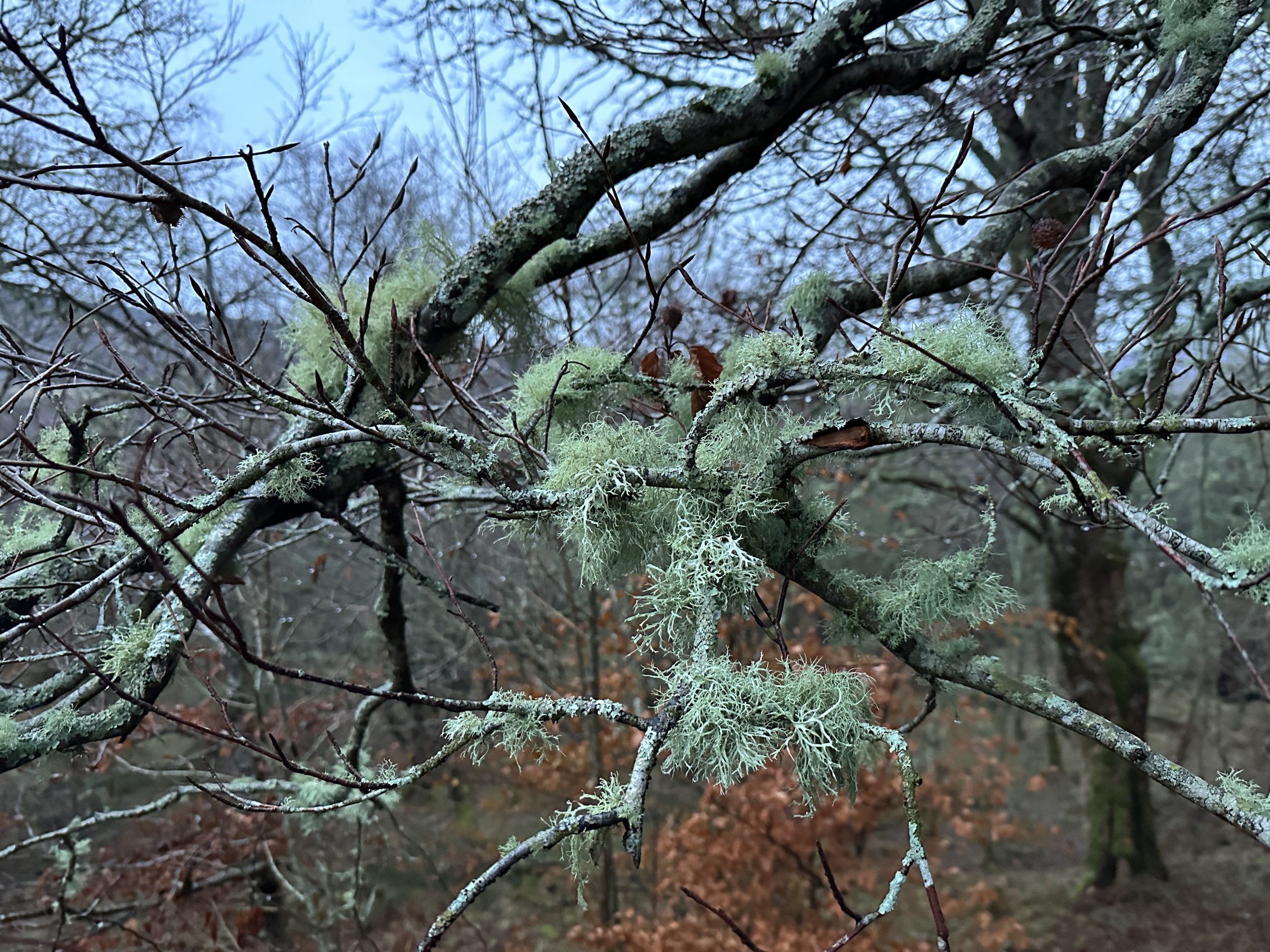 Photo of lichen on a tree in a woodland.