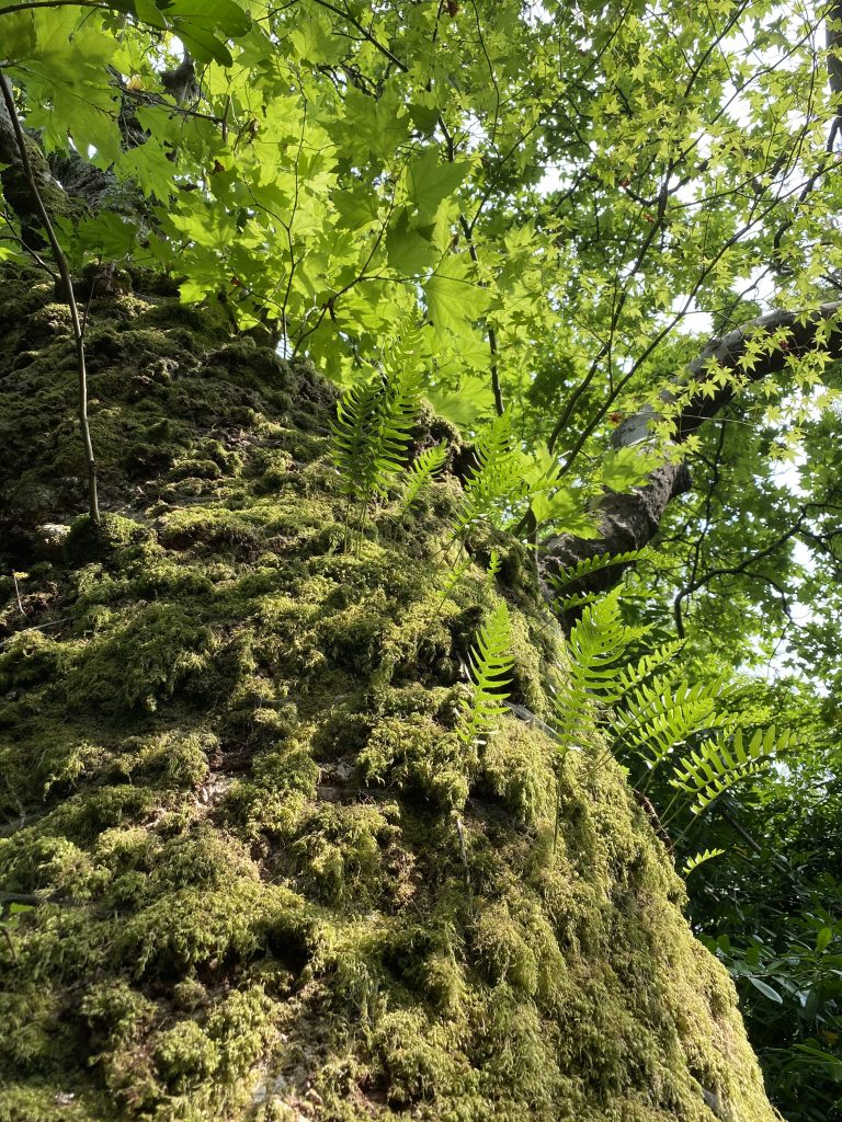 Mature tree with lichens on the trunk.