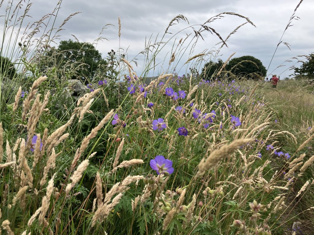 Wild flower meadow.